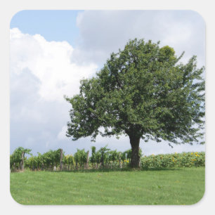 Sticker Carré Cerisier En Été