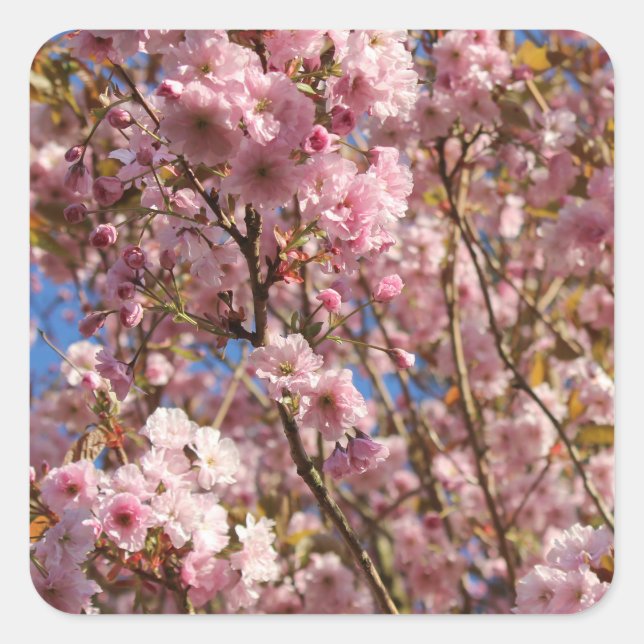 Sticker Carré Cerisier Rose Fleur de Printemps (Devant)