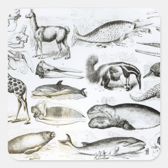 Sticker Carré Cétacée Edentata (Devant)