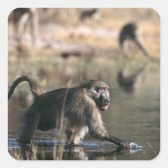 Sticker Carré Chacma Baboons (Papio ursinus) à travers (Devant)