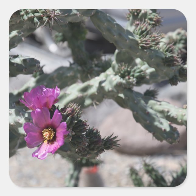 Sticker Carré Challa Cactus en fleurs (Devant)