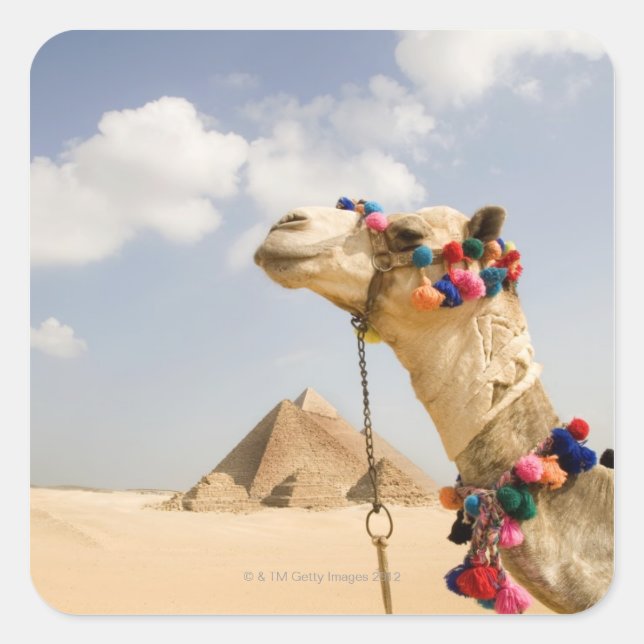 Sticker Carré Chameau avec des pyramides Gizeh, Egypte (Devant)