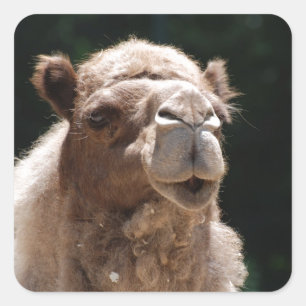 Sticker Carré Chameau mignon