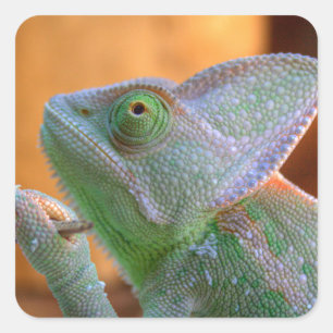 Sticker Carré Chameleon voilé