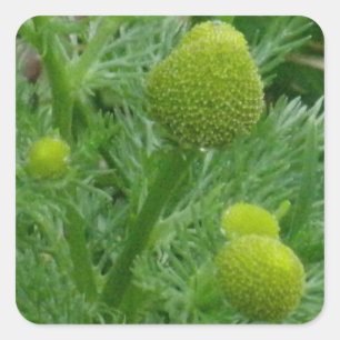 Sticker Carré Chamomille, Matricaria matricarioides