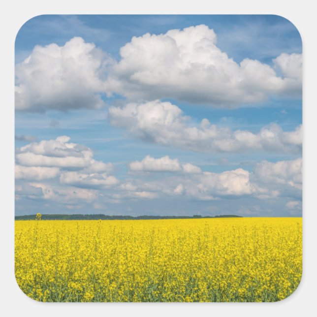Sticker Carré Champ de Canola & Nuages (Devant)