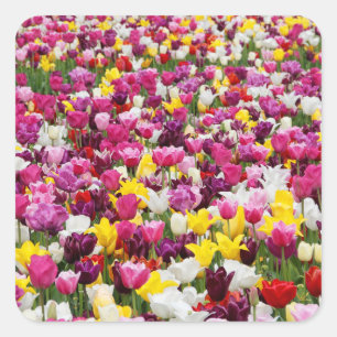 Sticker Carré champ plein de tulipes