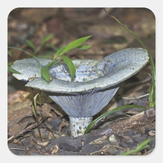 Sticker Carré Champignon bleu Lactarius indigo (Devant)