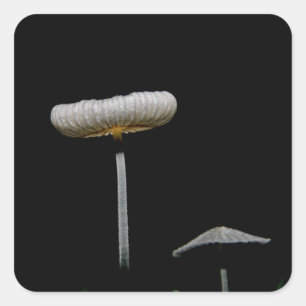 Sticker Carré Champignons