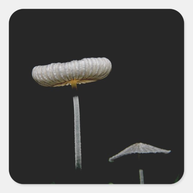 Sticker Carré Champignons (Devant)