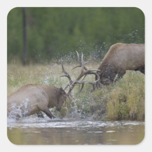 Sticker Carré Championnats d'Elk, Yellowstone NP, Wyoming
