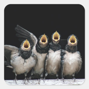 Sticker Carré Chant de l'hirondelle de grange