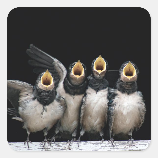 Sticker Carré Chant d'hirondelle de grange (Devant)