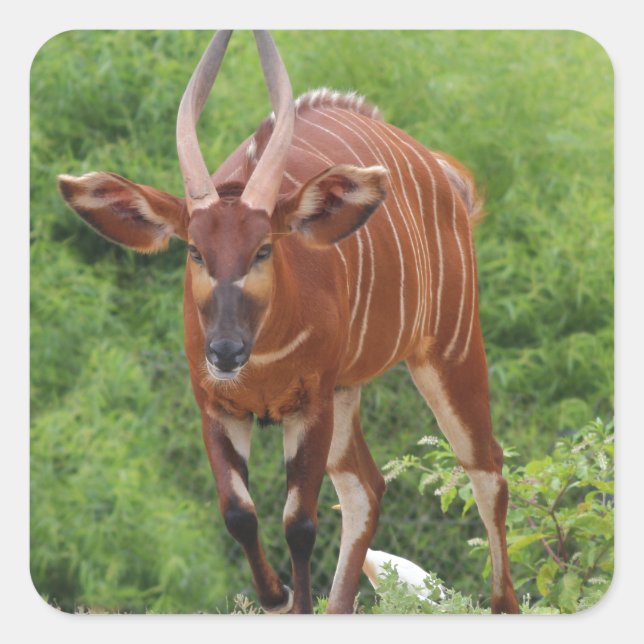 Sticker Carré Chargement (Devant)