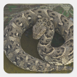 Sticker Carré Charmeur de serpents Puff-adder africain Bitis