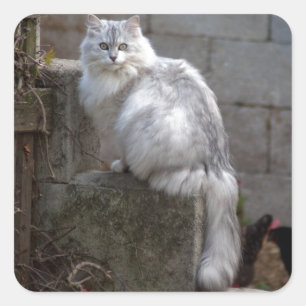 Sticker Carré Chat Angora gris-blanc