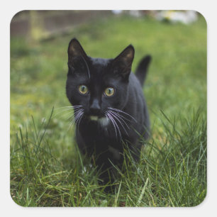 Sticker Carré Chat, Animal De Compagnie, Feline