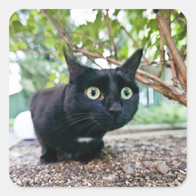 Sticker Carré chat averti se cachant sous bush. (Devant)