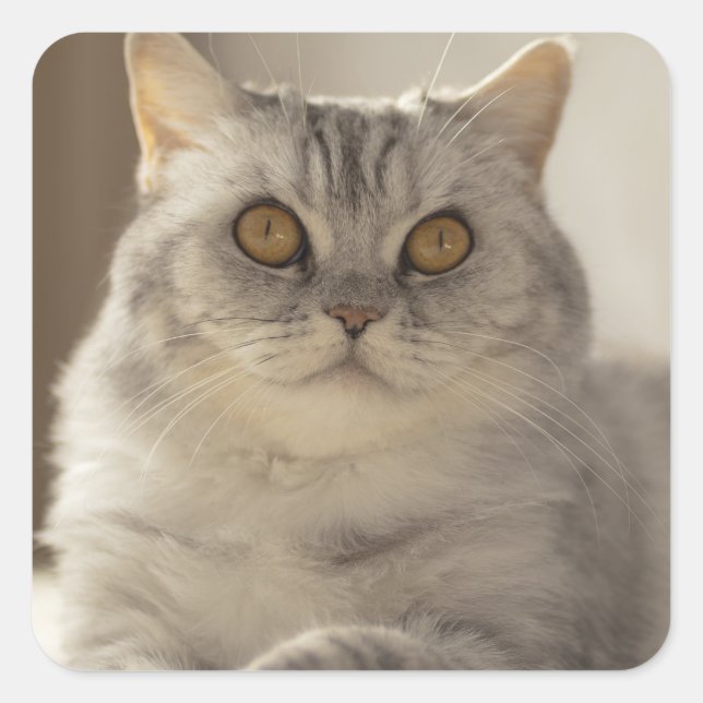 Sticker Carré Chat, cheveux courts britanniques, Feline (Devant)