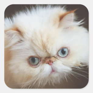 Sticker Carré Chat Dans Une Boîte