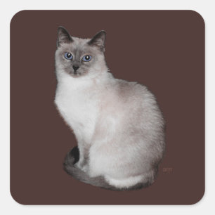 Sticker Carré Chat de Siamese avec les yeux bleus