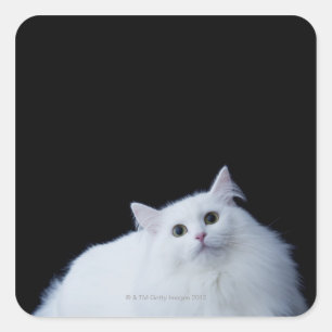 Sticker Carré Chat de Sibérie
