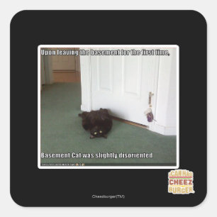 Sticker Carré Chat de sous-sol, légèrement désorienté