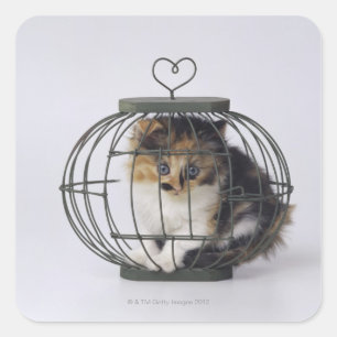 Sticker Carré Chat en cage