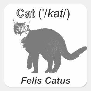 Sticker Carré Chat Felis Catus
