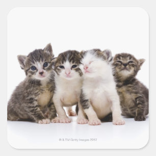 Sticker Carré chat japonais