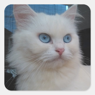 Sticker Carré Chat Kitty blanc aux yeux bleus