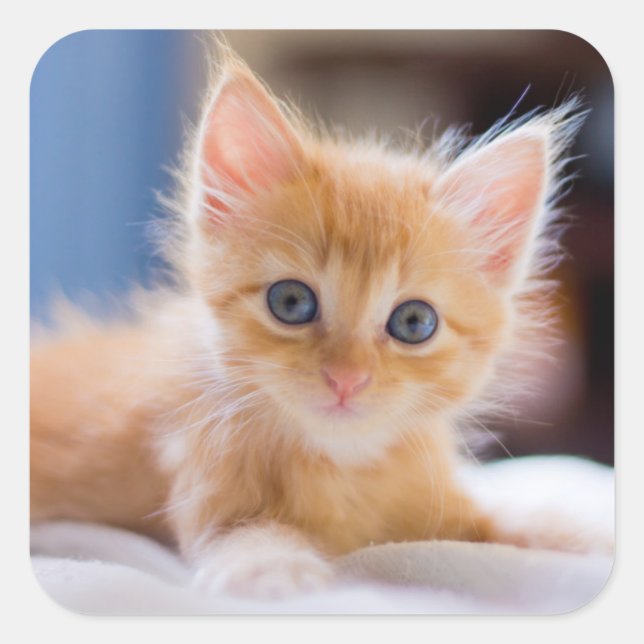 Sticker Carré Chat mignonne aux yeux bleus (Devant)