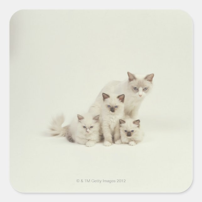 Sticker Carré Chat Ragdoll femelle avec chatons (Devant)
