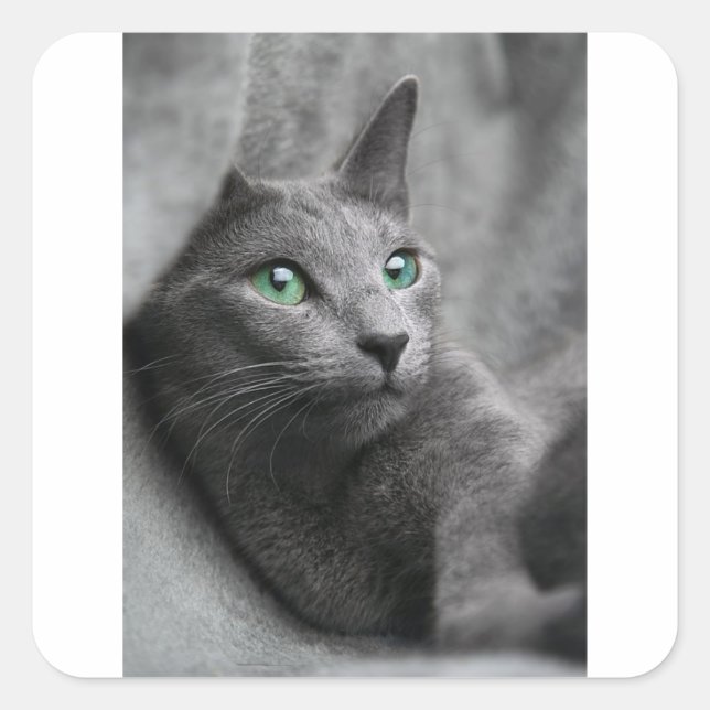 Sticker Carré Chat Russe Bleu Look yeux gris animal de compagnie (Devant)