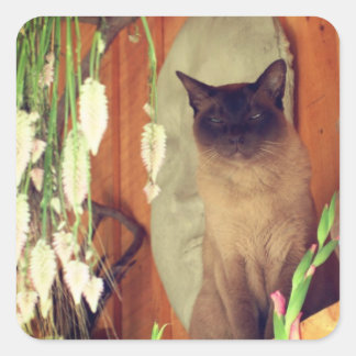 Sticker Carré Chat Siamois Posant 1 Animal