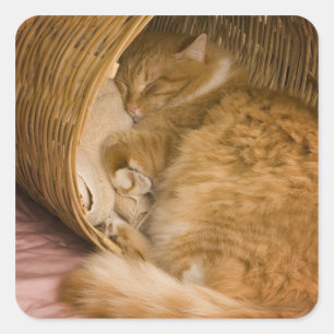 Sticker Carré Chat tigré orange dormant dans un panier