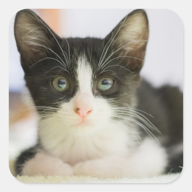 Sticker Carré Chaton Blanc Et Noir Sucré (Devant)