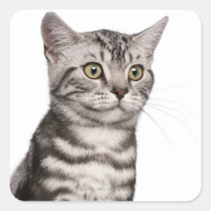 Sticker Carré Chaton britannique de Shorthair (4 mois)