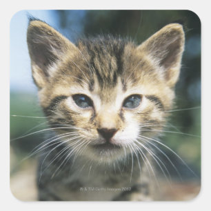 Sticker Carré Chaton dehors