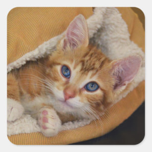 Sticker Carré Chaton Orange Tuced Dans Lit