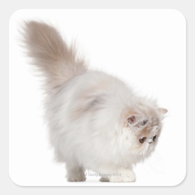 Sticker Carré Chaton persan (3 mois) (Devant)