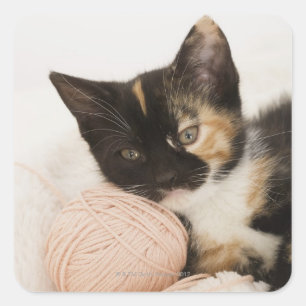 Sticker Carré Chaton posé sur une boule de corde
