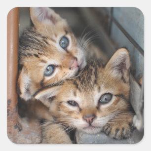 Sticker Carré Chatons
