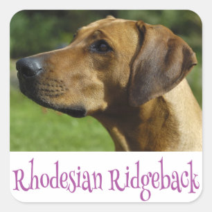Sticker Carré Chatouilleurs de Chien Coquelicot Rhodesian Ridgeb