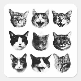 Sticker Carré Chats