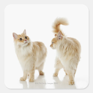 Sticker Carré Chats Munchkin