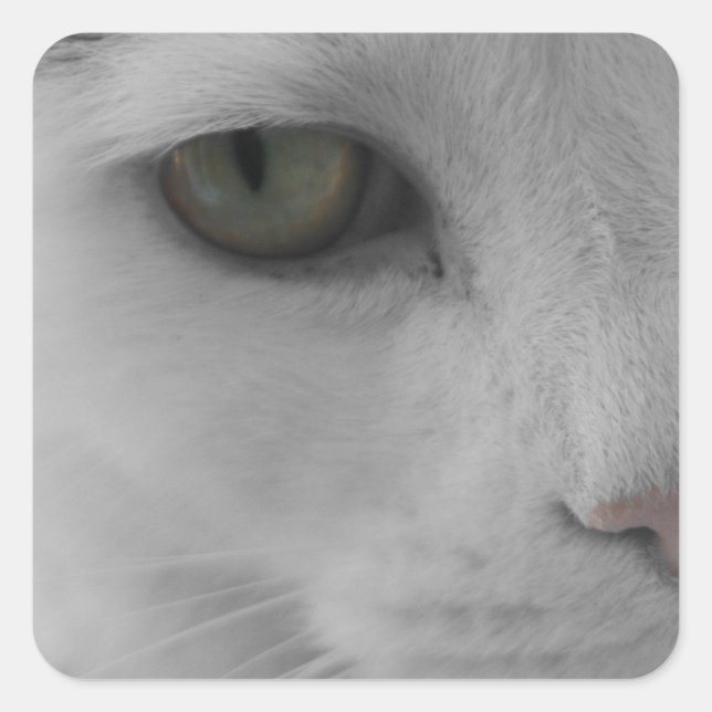 Sticker Carré Chats noirs et blancs (Devant)