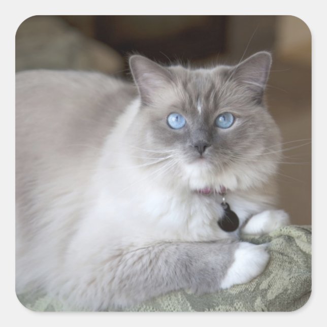 Sticker Carré Chatte Ragdoll (Devant)