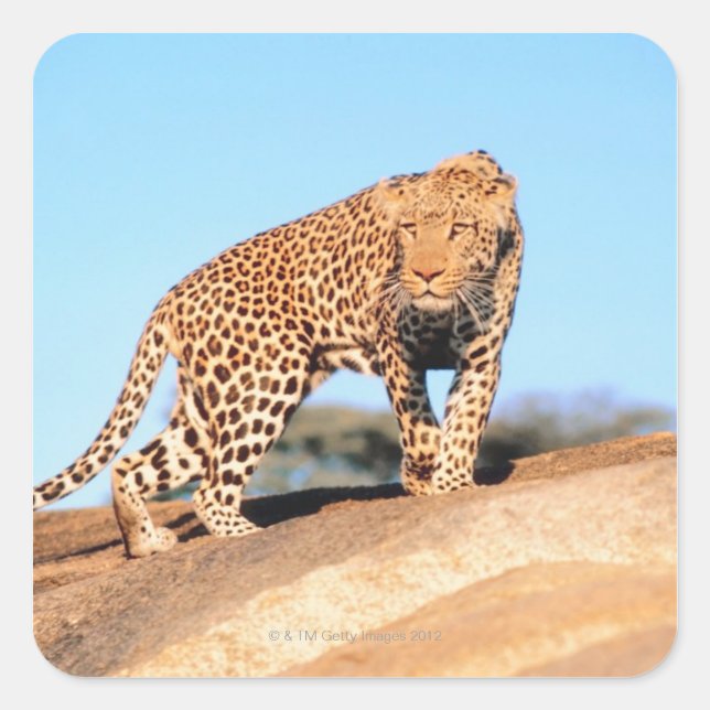 Sticker Carré Cheetah (Devant)