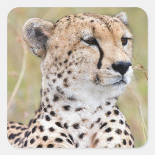 Sticker Carré Cheetah